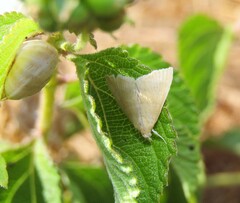 Prochoristis crudalis