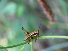Eupholidoptera smyrnensis