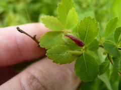 Dasineura salicifoliae