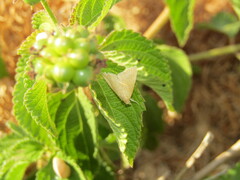 Prochoristis crudalis