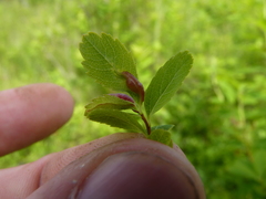 Dasineura salicifoliae