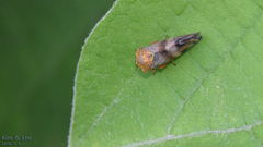 Drabescus