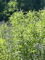 Ammodramus savannarum