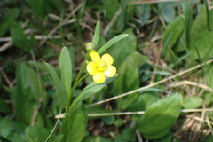 Ranunculus inamoenus
