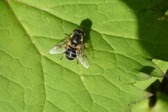 Eristalis obscura