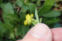 Ranunculus inamoenus