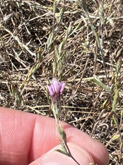 Lessingia arachnoidea