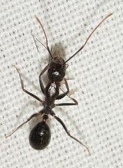 Camponotus sylvaticus