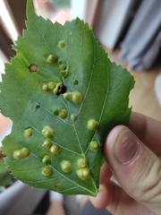 Didymomyia tiliacea