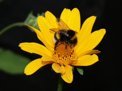 Bombus terrestris