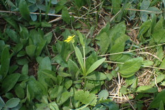 Ranunculus inamoenus