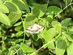 Acantholipes regularis