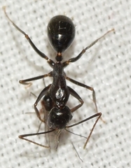 Camponotus sylvaticus