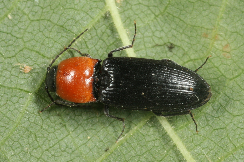Cardiophorus gramineus