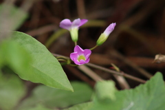 Oxalis