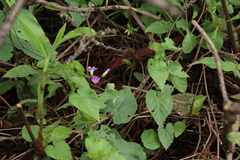 Oxalis