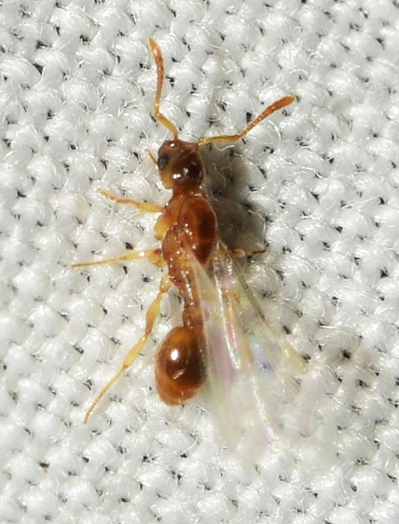 Temnothorax kutteri