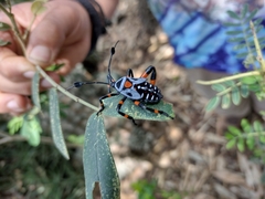 Pachylis gigas