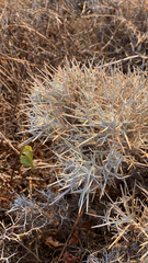 Carlina tragacanthifolia