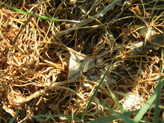 Acantholipes regularis