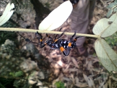 Pachylis gigas