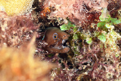 Enchelycore carychroa