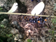 Pachylis gigas