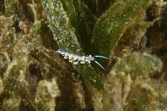 Flabellina engeli