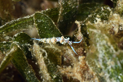 Flabellina engeli