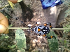 Pachylis gigas