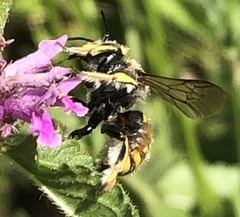 Anthidium
