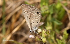 Euchrysops subpallida
