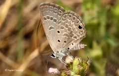 Euchrysops subpallida