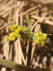 Sanicula graveolens