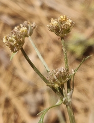 Sanicula graveolens