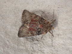 Oligia versicolor