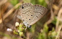 Euchrysops subpallida