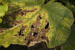 Colletotrichum orbiculare