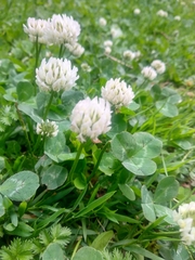 Trifolium repens