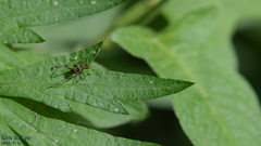 Phaneroptera nigroantennata
