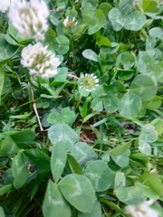 Trifolium repens