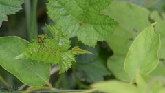 Phaneroptera nigroantennata