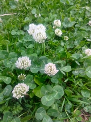 Trifolium repens