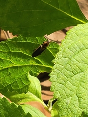 Megapenthes limbalis