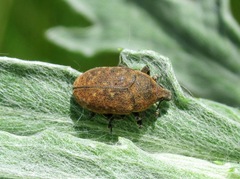 Larinus minutus
