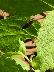 Megapenthes limbalis