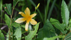 Hemerocallis hakuunensis