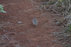 Turnix sylvaticus