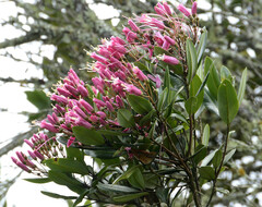 Bejaria mathewsii