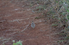 Turnix sylvaticus